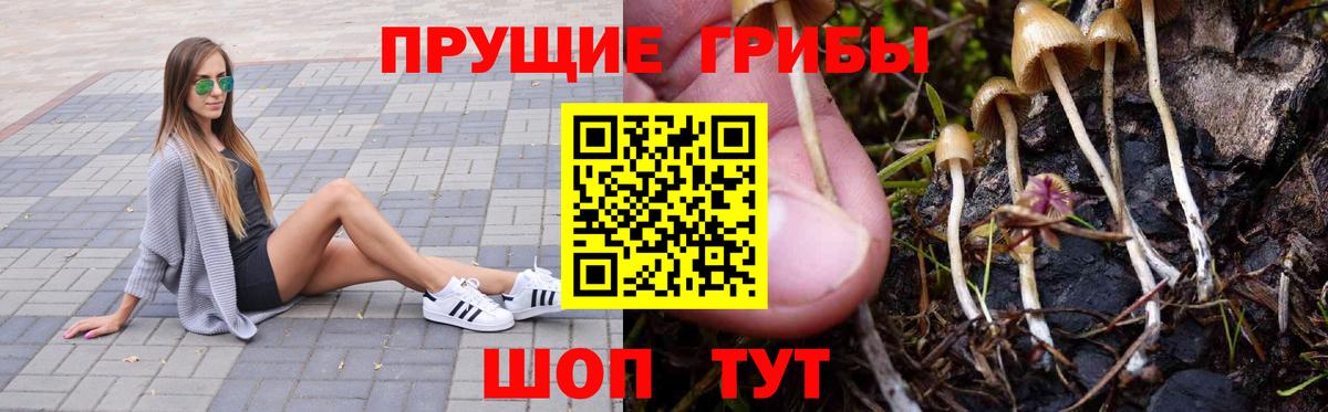 Псилоцибиновые грибы Cubensis  Вход с VPN  Клин 